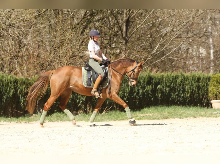 Poni alemán Yegua 9 años 158 cm Alazán in Lüdenscheid