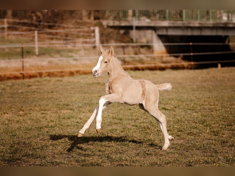 Poni alemán Yegua Potro (03/2026) 145 cm Palomino in Meinersen