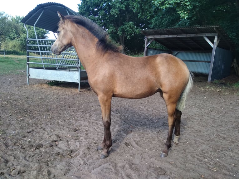 Poni alemán Yegua Potro (02/2025) 146 cm Buckskin/Bayo in Bienenb&#xFC;ttel