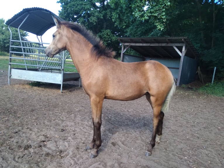 Poni alemán Yegua Potro (02/2025) 146 cm Buckskin/Bayo in Bienenb&#xFC;ttel