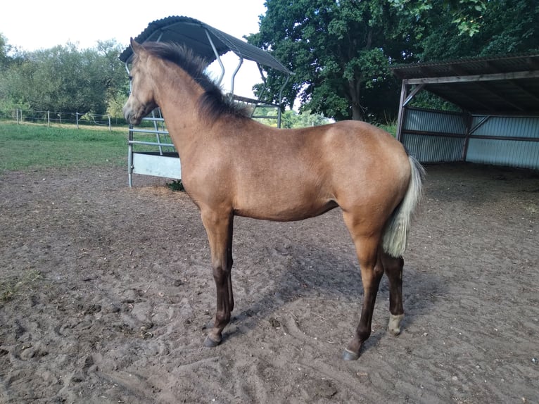 Poni alemán Yegua Potro (02/2025) 146 cm Buckskin/Bayo in Bienenb&#xFC;ttel