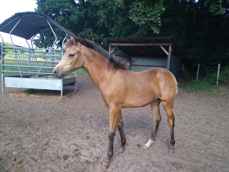 Poni alemán Yegua Potro (02/2025) 146 cm Buckskin/Bayo in Bienenb&#xFC;ttel