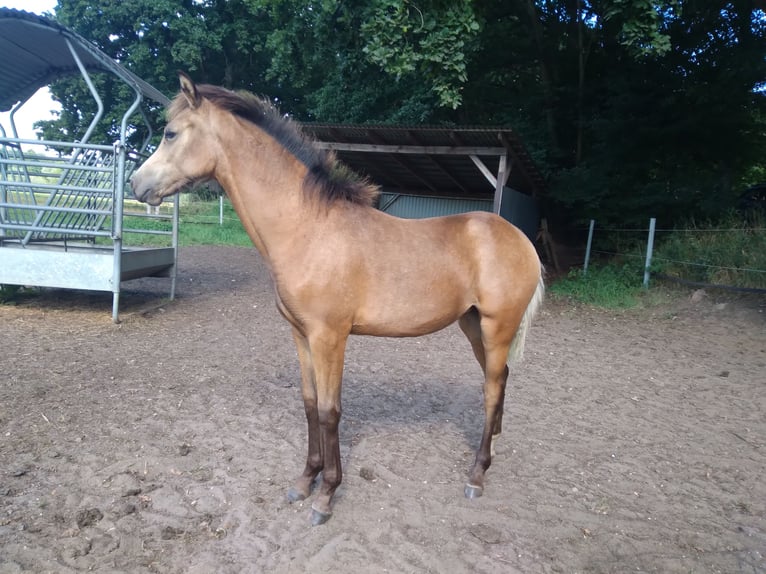 Poni alemán Yegua Potro (02/2025) 146 cm Buckskin/Bayo in Bienenb&#xFC;ttel