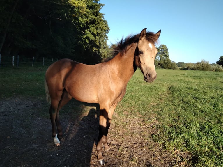 Poni alemán Yegua Potro (02/2025) 146 cm Buckskin/Bayo in Bienenb&#xFC;ttel