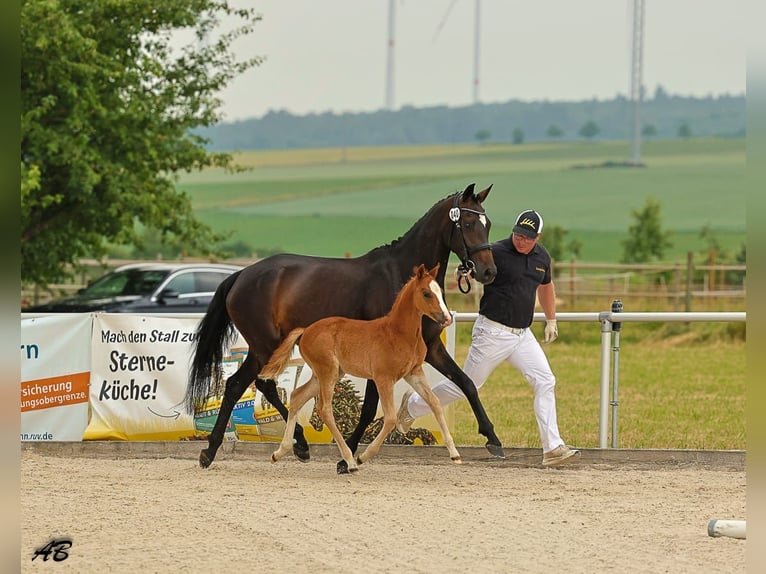 Poni alemán Yegua  147 cm Alazán in Sonnenb&#xFC;hl