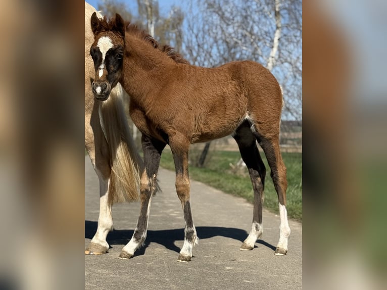 Poni alemán Yegua Potro (02/2026) 147 cm Alazán-tostado in Emmerthal