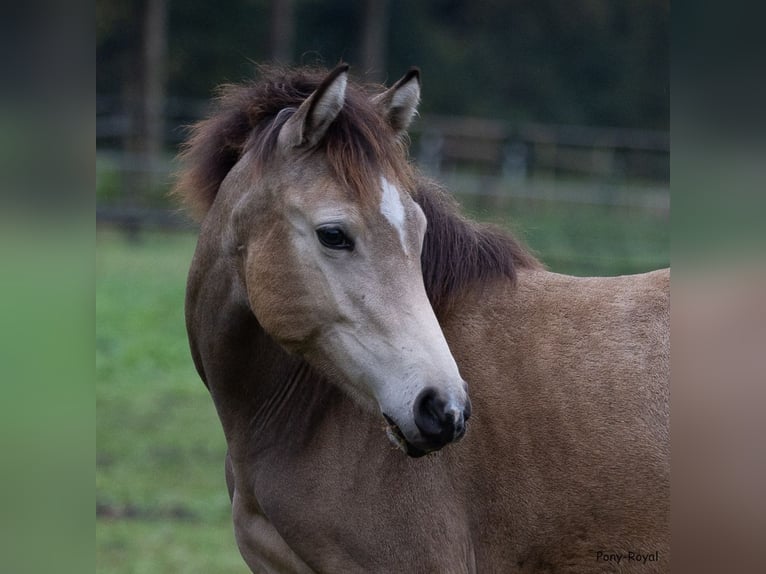 Poni alemán Yegua Potro (03/2025) 147 cm Buckskin/Bayo in Ostbevern