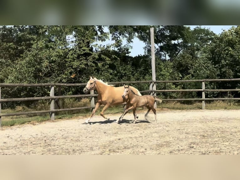 Poni alemán Yegua Potro (03/2026) 148 cm Bayo in Twistringen