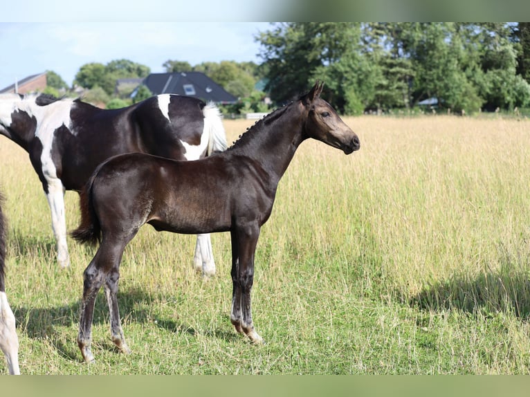 Poni alemán Yegua Potro (04/2026) 148 cm Buckskin/Bayo in Wanderup