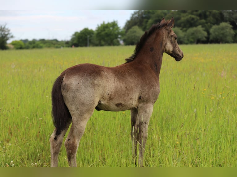 Poni alemán Yegua Potro (04/2026) 148 cm Buckskin/Bayo in Wanderup
