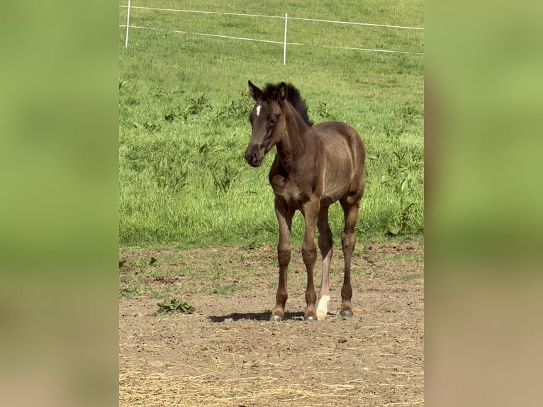 Poni alemán Yegua Potro (02/2026) 148 cm  in Hanerau-Hademarschen