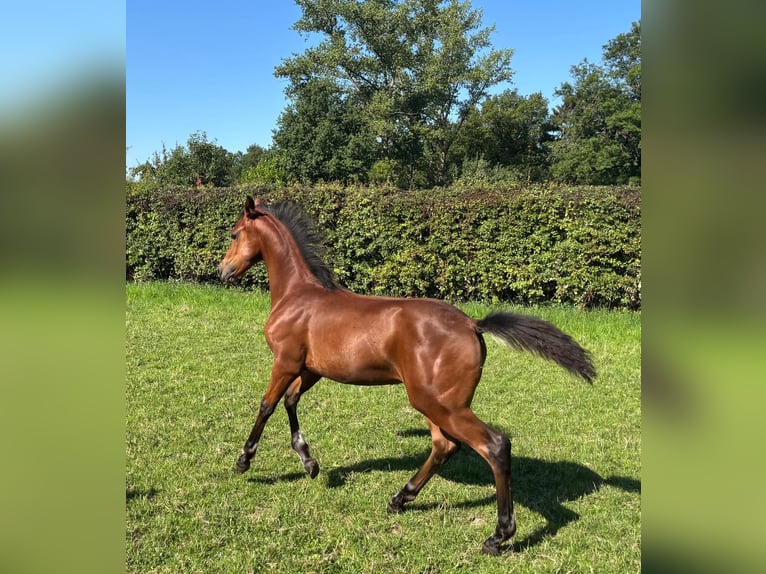 Poni alemán Yegua Potro (04/2025) 148 cm Castaño in Schwerte