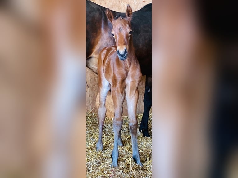 Poni alemán Yegua Potro (04/2025) 148 cm Castaño in Schwerte