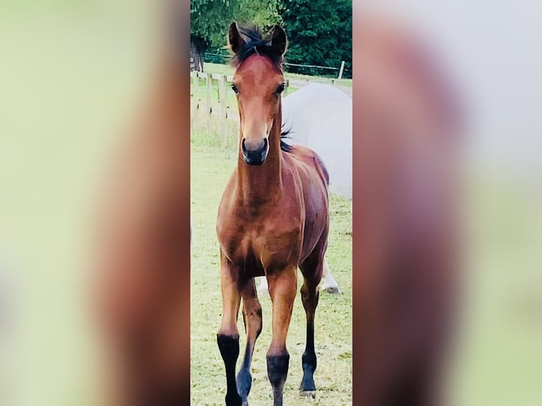 Poni alemán Yegua Potro (04/2025) 148 cm Castaño in Schwerte