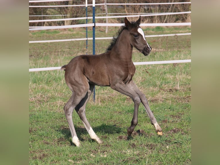 Poni alemán Yegua Potro (03/2024) 148 cm Castaño oscuro in Dresden