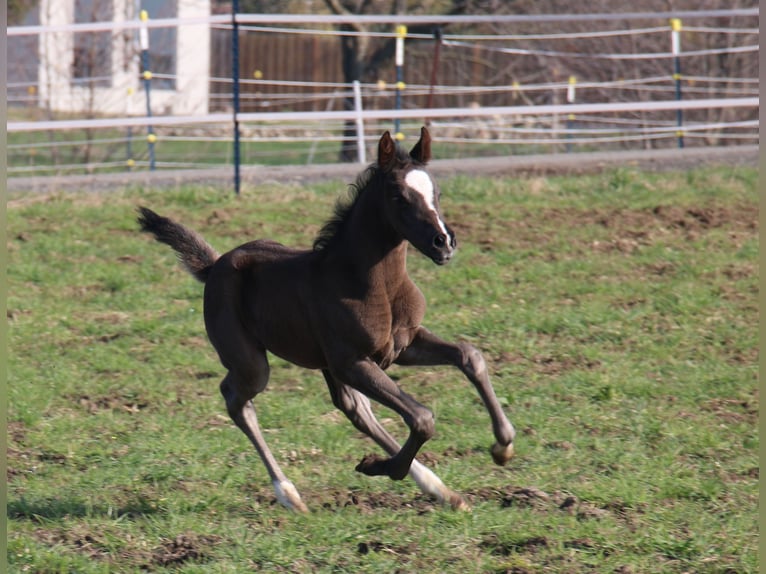 Poni alemán Yegua Potro (03/2024) 148 cm Castaño oscuro in Dresden