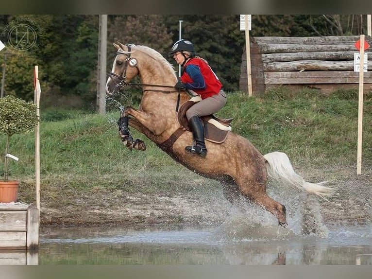Poni alemán Yegua Potro (05/2026) 148 cm Palomino in Weiterstadt