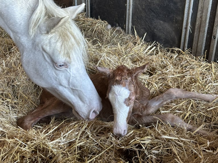 Poni alemán Yegua Potro (03/2025) 148 cm Palomino in Langwedel