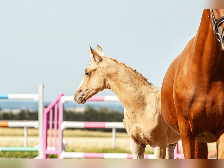 Poni alemán Yegua Potro (05/2026) 148 cm Palomino in Eberdingen