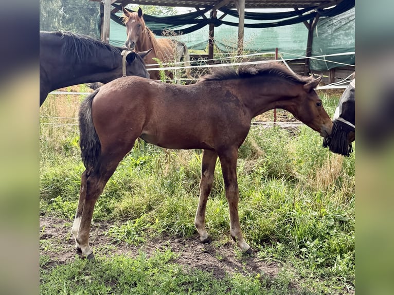 Poni alemán Yegua Potro (04/2026) 155 cm Castaño in Mannhausen