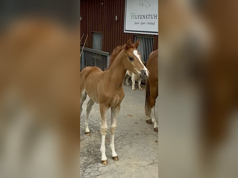 Poni alemán Yegua  Alazán in Lindlar