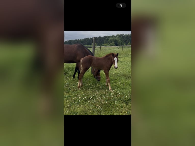 Poni alemán Yegua  Alazán in Vreden
