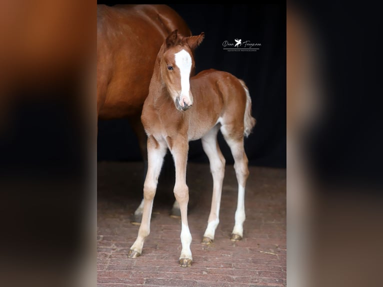 Poni alemán Yegua  Alazán-tostado in Neuenkirchen-V&#xF6;rden