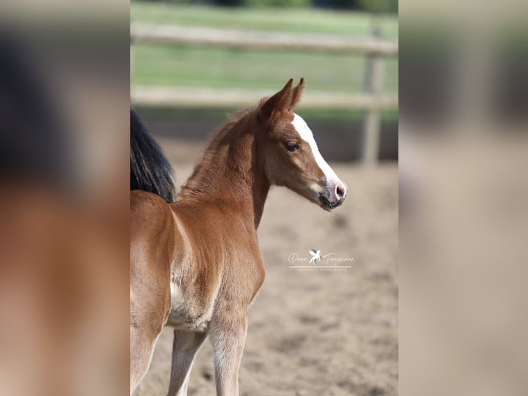 Poni alemán Yegua  Alazán-tostado in Neuenkirchen-V&#xF6;rden