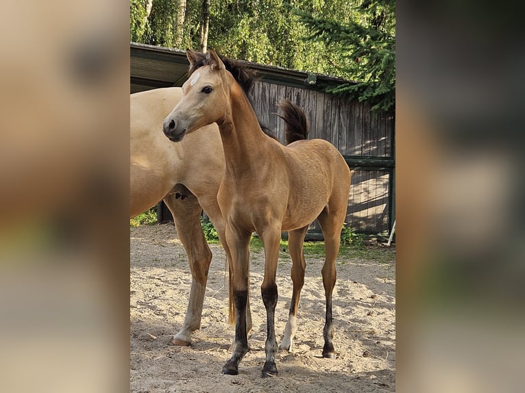 Poni alemán Yegua Potro (03/2024) Buckskin/Bayo in Bruchhausen-Vilsen