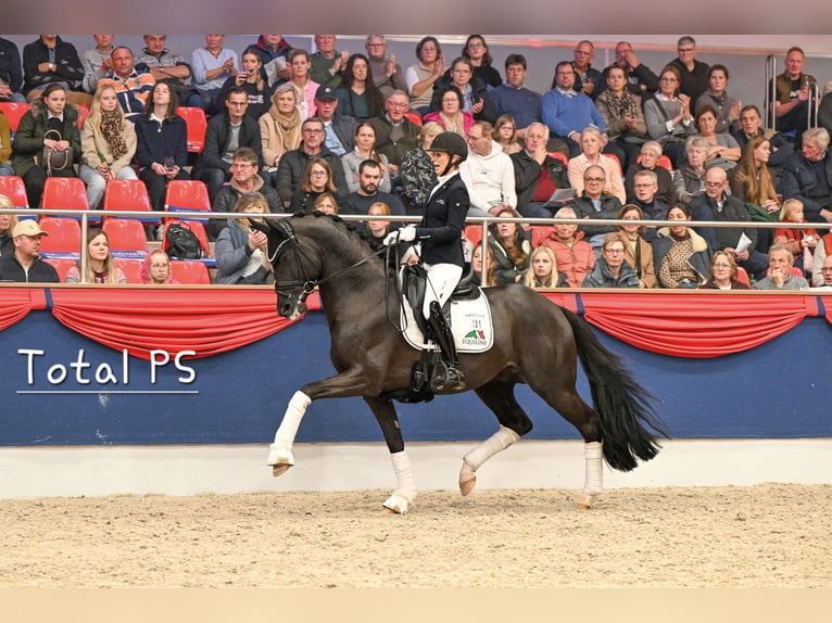 Poni alemán Yegua Potro (05/2026) Buckskin/Bayo in Lingen