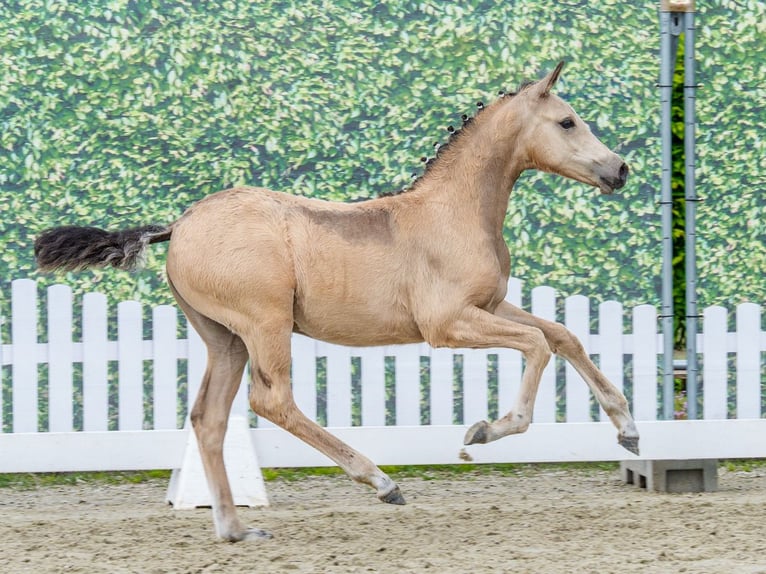 Poni alemán Yegua Potro (02/2026) Buckskin/Bayo in Mnster-Handorf