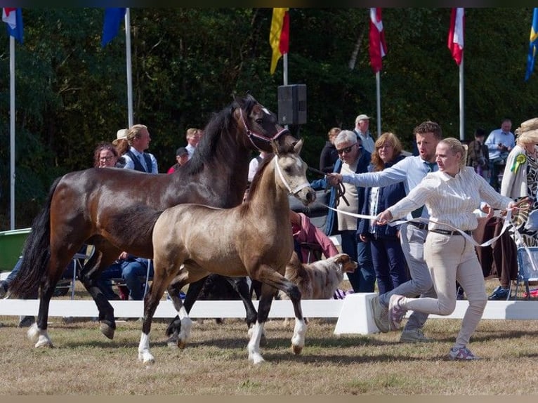 Poni alemán Yegua Potro (04/2026) Buckskin/Bayo in Geldern