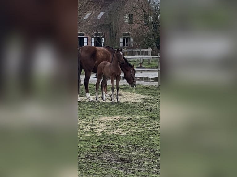 Poni alemán Yegua Potro (02/2026)  in Oelegem
