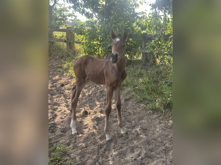 Poni alemán Yegua  Castaño in Dormagen