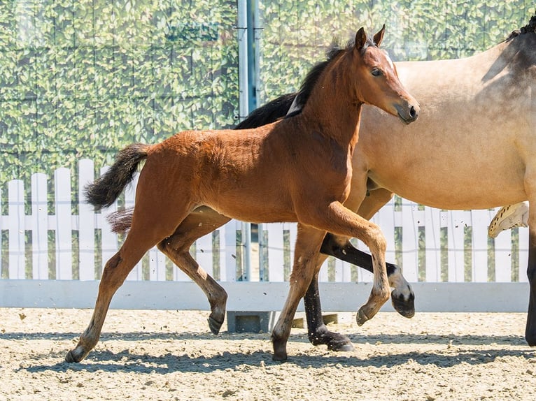 Poni alemán Yegua Potro (04/2026) Castaño in Mnster-Handorf