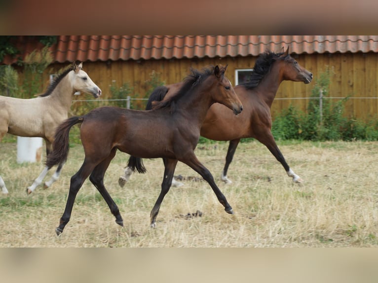 Poni alemán Yegua Potro (05/2026) Castaño oscuro in Neuenkirchen-Vörden