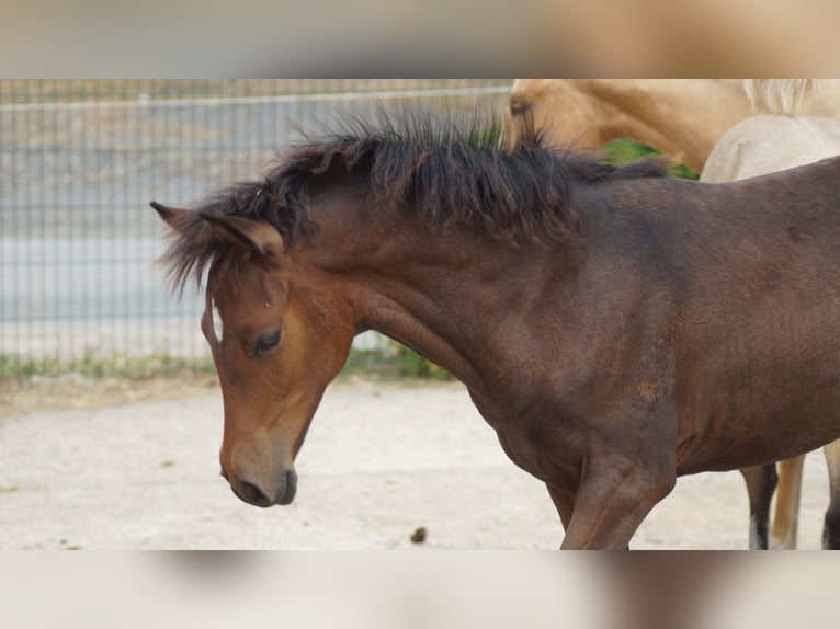 Poni alemán Yegua Potro (05/2026) Castaño oscuro in Neuenkirchen-Vörden