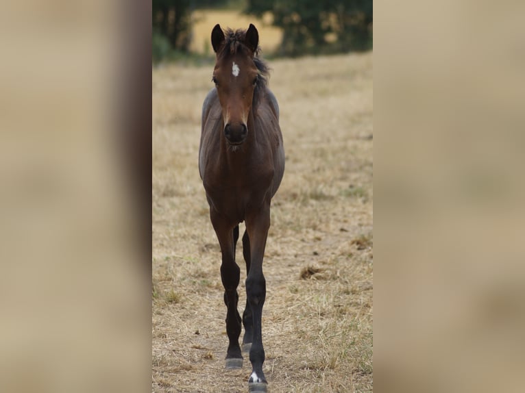 Poni alemán Yegua Potro (05/2026) Castaño oscuro in Neuenkirchen-Vörden
