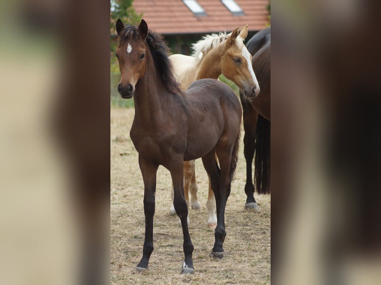 Poni alemán Yegua Potro (05/2026) Castaño oscuro in Neuenkirchen-Vörden