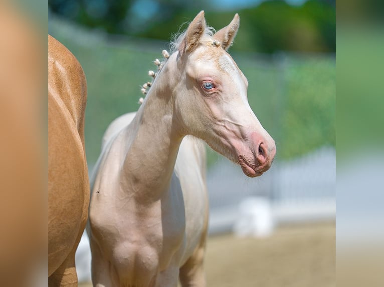 Poni alemán Yegua Potro (05/2026) Cremello in Mnster-Handorf