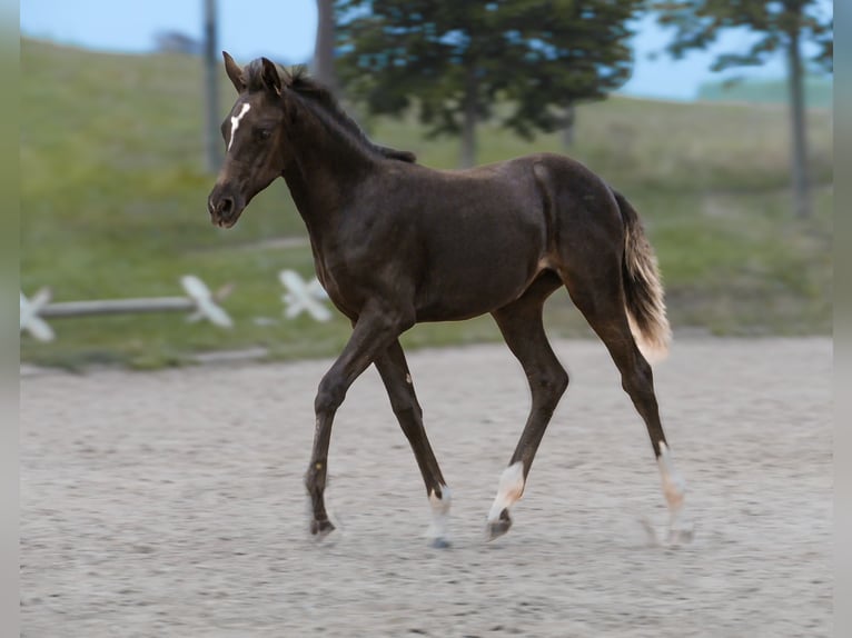 Poni alemán Yegua Potro (05/2024) Morcillo in Mülsen Ortmannsdorf, Marienau