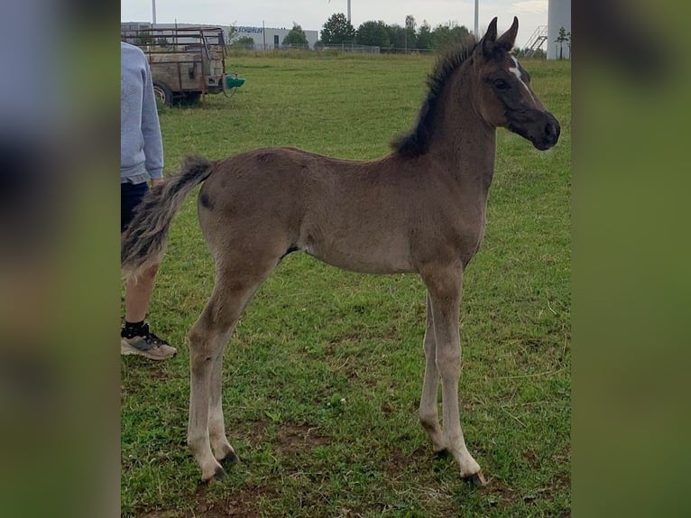 Poni alemán Yegua Potro (05/2024) Morcillo in Mülsen Ortmannsdorf, Marienau