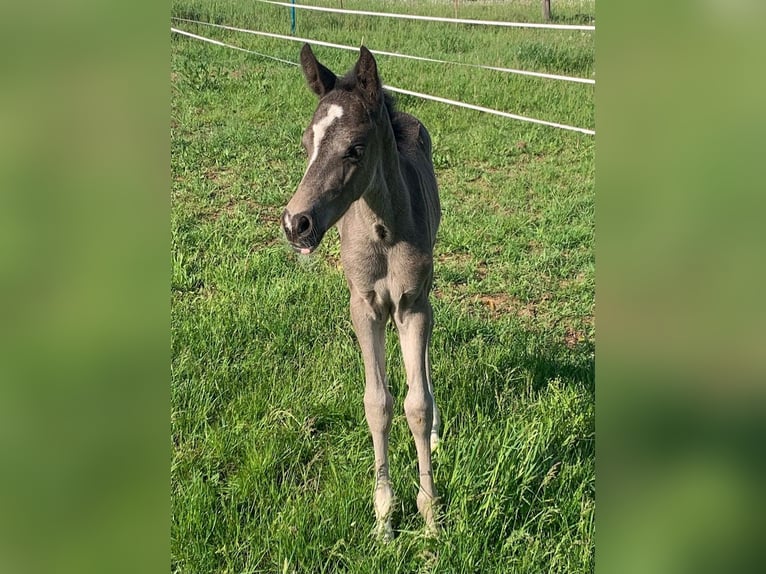 Poni alemán Yegua Potro (05/2024) Morcillo in Mülsen Ortmannsdorf, Marienau