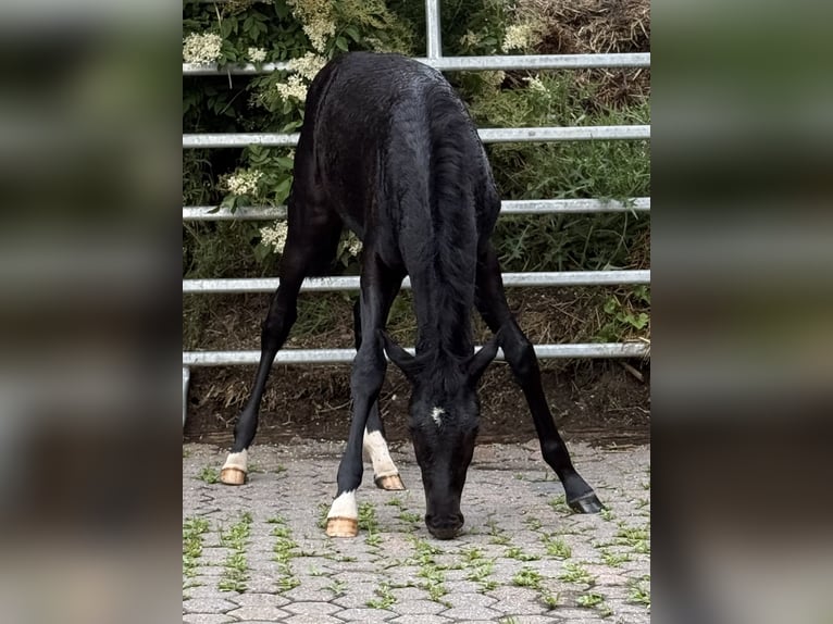 Poni alemán Yegua Potro (02/2026) Negro in Hameln