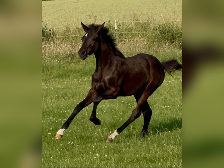 Poni alemán Yegua Potro (02/2026) Negro in Hameln