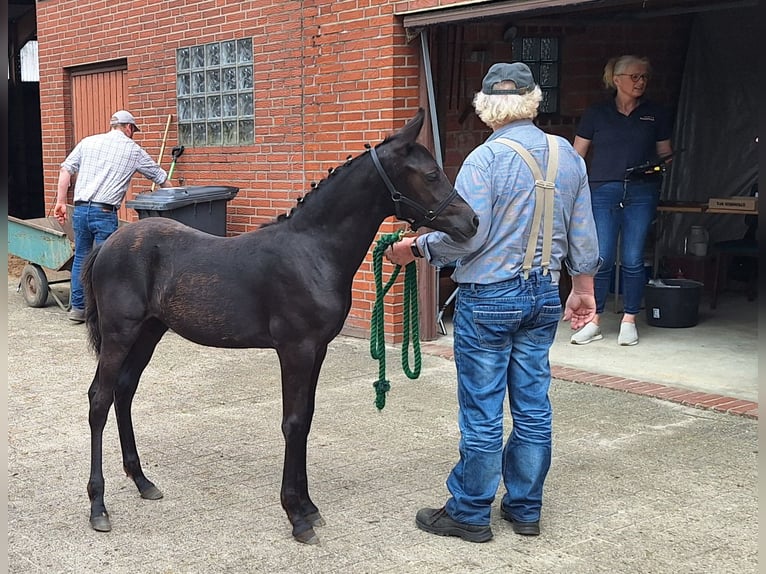 Poni alemán Yegua  Negro in Saterland