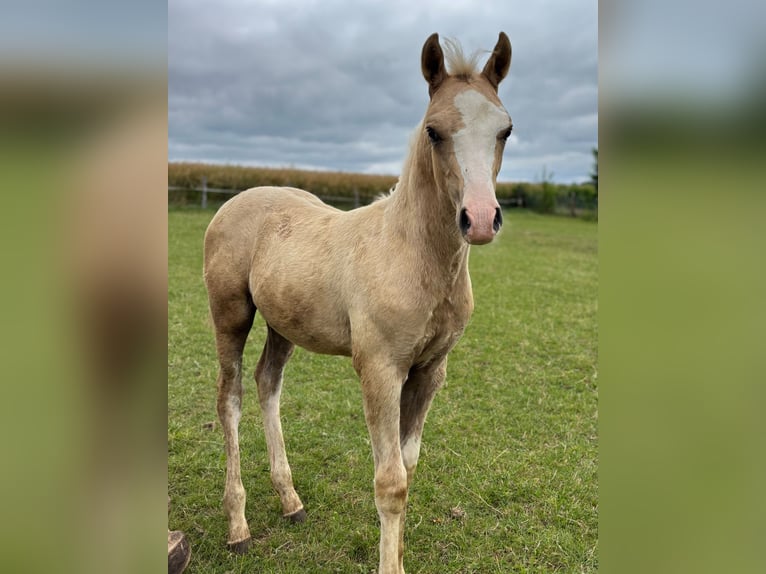 Poni alemán Yegua Potro (04/2026) Palomino in Derenta