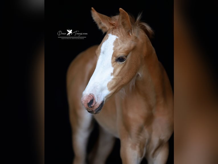 Poni alemán Yegua Potro (05/2025) Palomino in Merzen