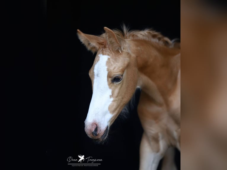 Poni alemán Yegua Potro (05/2025) Palomino in Merzen
