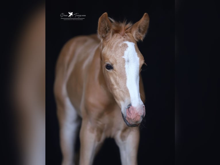 Poni alemán Yegua Potro (05/2025) Palomino in Merzen
